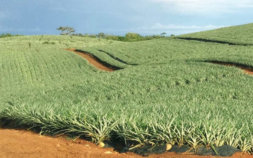 manejo-de-suelo-en-el-cultivo-de-pina-1080x675